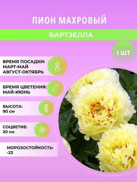 Пионы пион_Бартзелла - купить по выгодным ценам в интернет-магазине ...