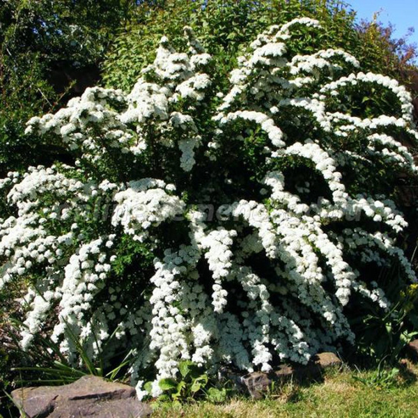 Кусты для сада многолетние