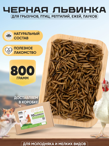 Личинка Черной львинки - купить с доставкой по выгодным ценам в ...