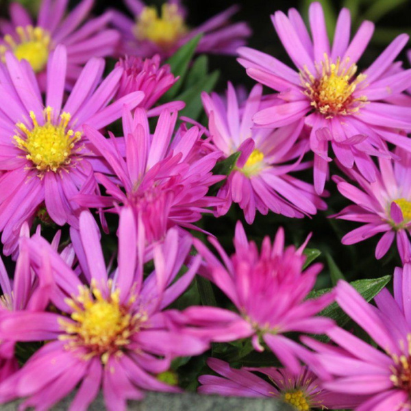 Астра Вейграв Пинк альпийская - купить с доставкой по выгодным ценам в ...