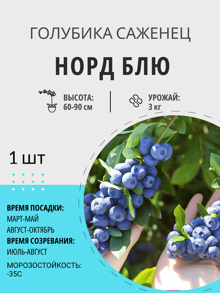Голубика Денис Блю (Дениз голубая): описание сорта, посадка и уход, фото + отзыв