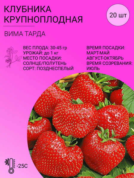 Саженцы клубники Вима Ксима купить в Москве по цене от 100 до 170 руб. - питомни