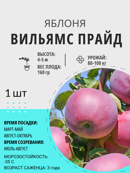 Яблоня Вильямс прайд/Летняя (саженец 1-1,5 м; 1 год). Долина Растений. - купить 