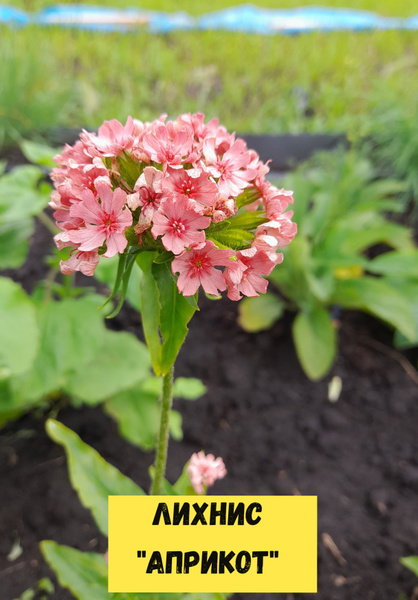 Лихнис Халцедонский "Априкот" (Lychnis chalcedonica) - купить по ...