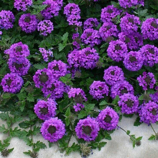 Вербена ампельная вегетативная Empress Violet 2шт - купить с доставкой ...