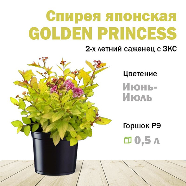 Спирея японская Голден Принцесс (Golden Princess) саженец - купить с ...