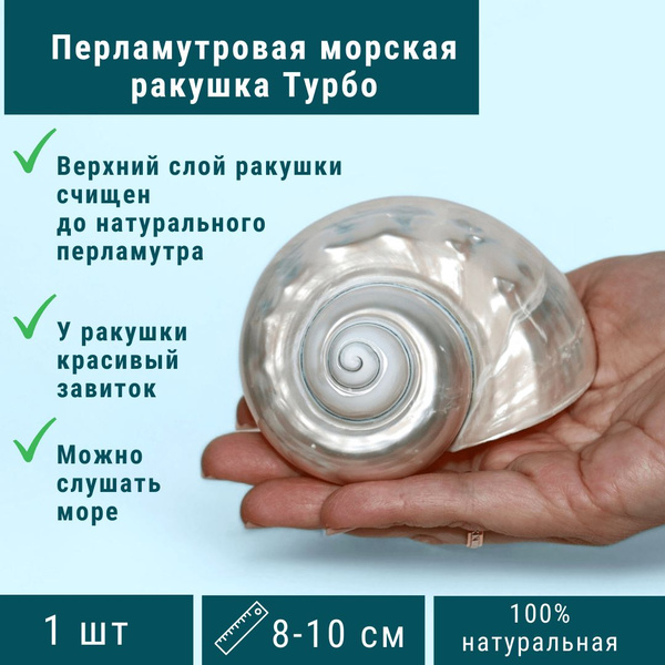 Перламутровая морская ракушка Турбо натуральная - купить с доставкой по ...