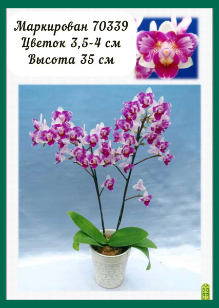 Фаленопсис 2,5-3,5 размеры_белый_ малиновый - купить по выгодным ценам ...