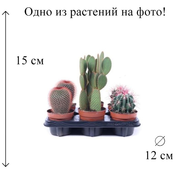 Кактус Микс красный D-12 см, 12 дм, 1 шт - купить по выгодной цене в ...