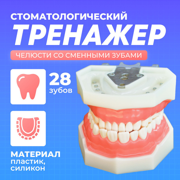 Учебная модель челюсти с зубами 28 штук Dental Study Model ...