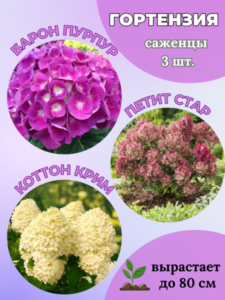 Гортензия Magic Garden Гортензия саженцы 3 штуки - купить по выгодным ...