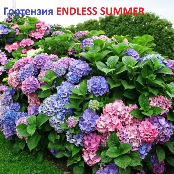 Гортензия Endless Summer - купить с доставкой по выгодным ценам в ...