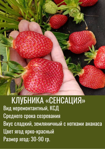 Клубника сенсация фото отзывы Клубника сенсация фото отзывы