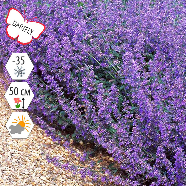 Котовник Фассена Волкерс Лоу (Nepeta faassenii Walkers Low ...