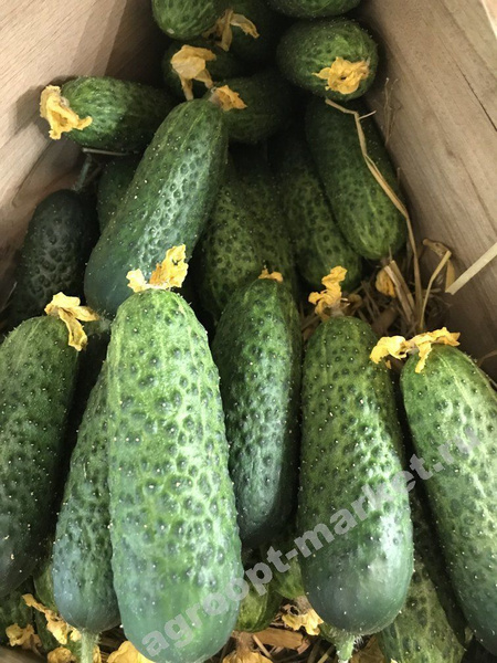 Огурцы alexagro огурцы_1 - купить по выгодным ценам в интернет-магазине ...