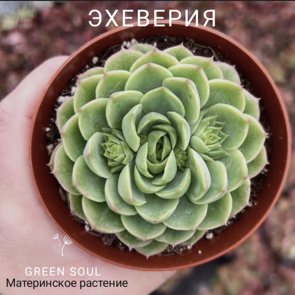 Суккулент, Эхеверия эхеверия, 5 дм, 1 шт - купить по выгодной цене в ...