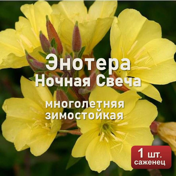 Энотера НОЧНАЯ СВЕЧА многолетняя, зимостойкая, саженец 1 шт. - купить с ...