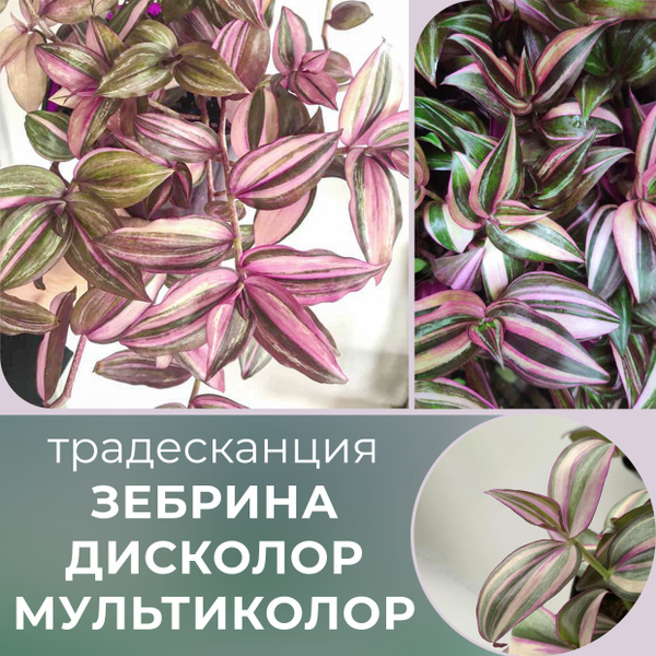 Традесканция, Лиана Зебрина Дисколор Мультиколор, 8 дм, 1 шт - купить ...