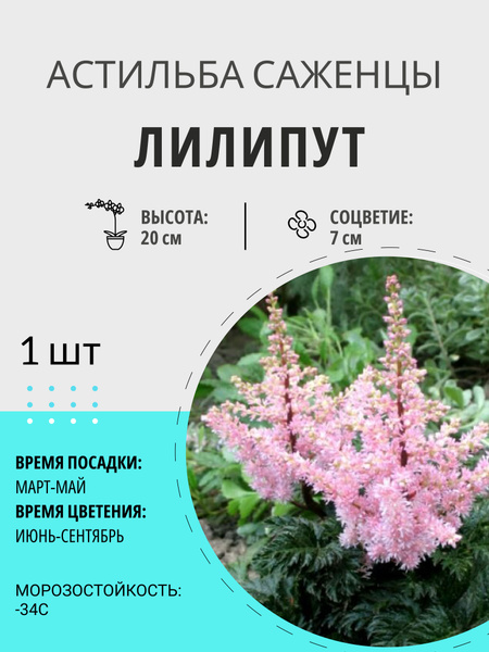Астильба астильба1шт_Лилипут - купить по выгодным ценам в интернет ...