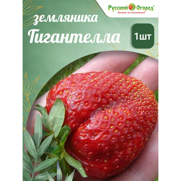 Земляника Гигантелла - купить с доставкой по выгодным ценам в интернет ...
