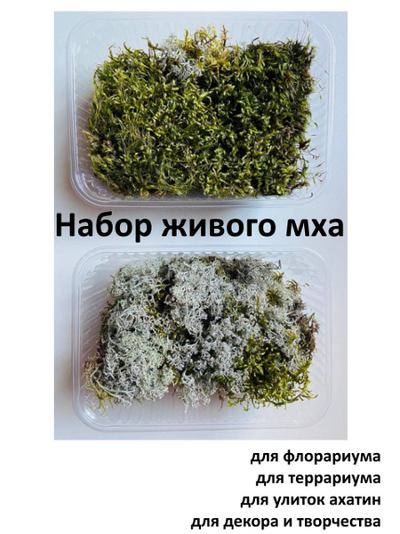 Набор живого мха - купить с доставкой по выгодным ценам в интернет ...