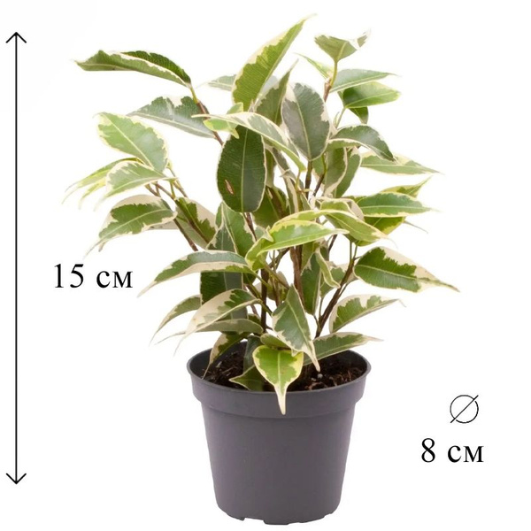 Фикус зеленый, 8 дм, 1 шт - купить по выгодной цене в интернет-магазине ...