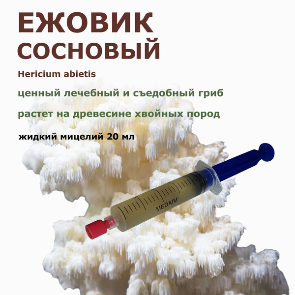 Жидкий мицелий грибов Ежовик сосновый 20 мл. - купить по выгодным ценам ...