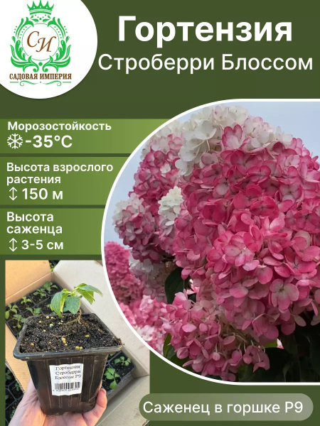 Клубни Гортензия Садовая Империя купить по выгодной цене в интернет ...