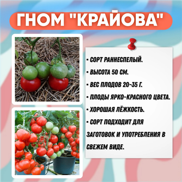 Томаты Livata гном - купить по выгодным ценам в интернет-магазине OZON ...
