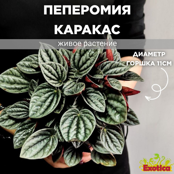 Пеперомия Exotica бежевый, кремовый, 11 дм, 02284 шт - купить по ...