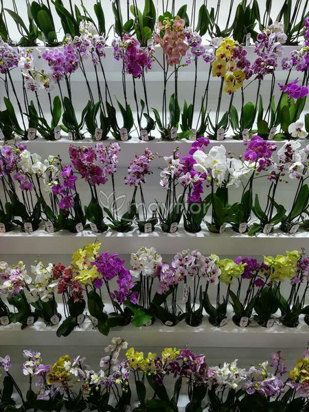 Комнатные растения Mayflor - купить по выгодной цене в интернет ...