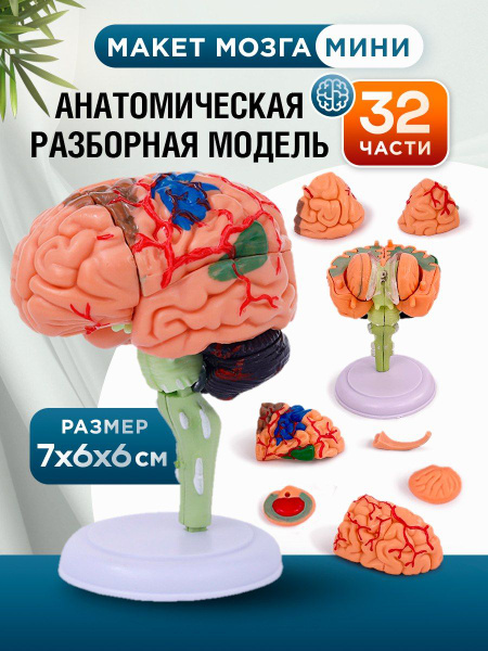 Модель мозга - купить с доставкой по выгодным ценам в интернет-магазине ...