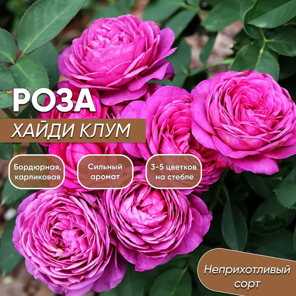 Розы роза - купить по выгодным ценам в интернет-магазине OZON (1695824103)