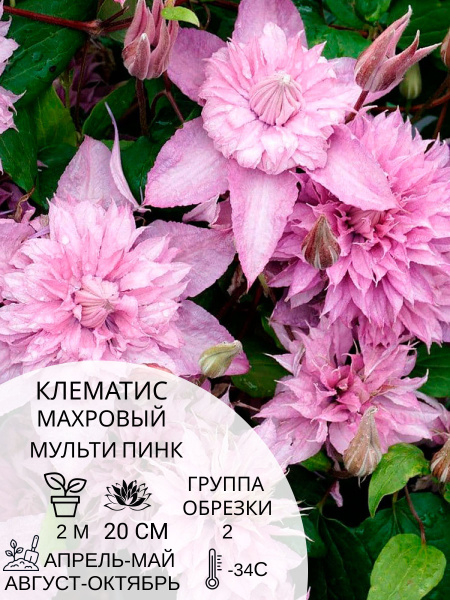 Клематис клематис - купить по выгодным ценам в интернет-магазине OZON ...