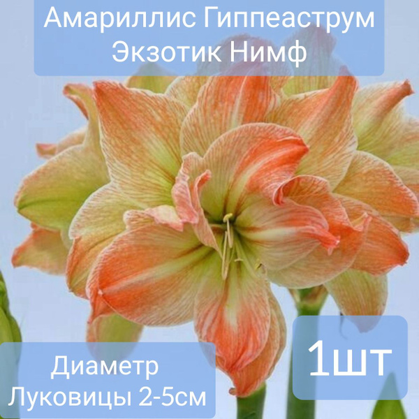 Амариллис Гиппеаструм Экзотик Нимф 1шт. купить на OZON по низкой цене ...