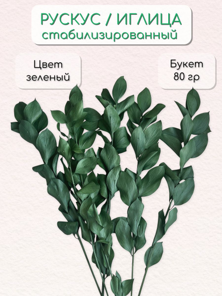 Рускус (Иглица) зеленый стабилизированный Verdissimo сухоцветы для ...