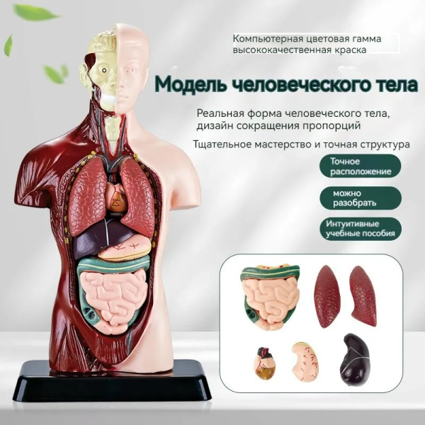 Анатомическая модель Детская группа научных экспериментов ...