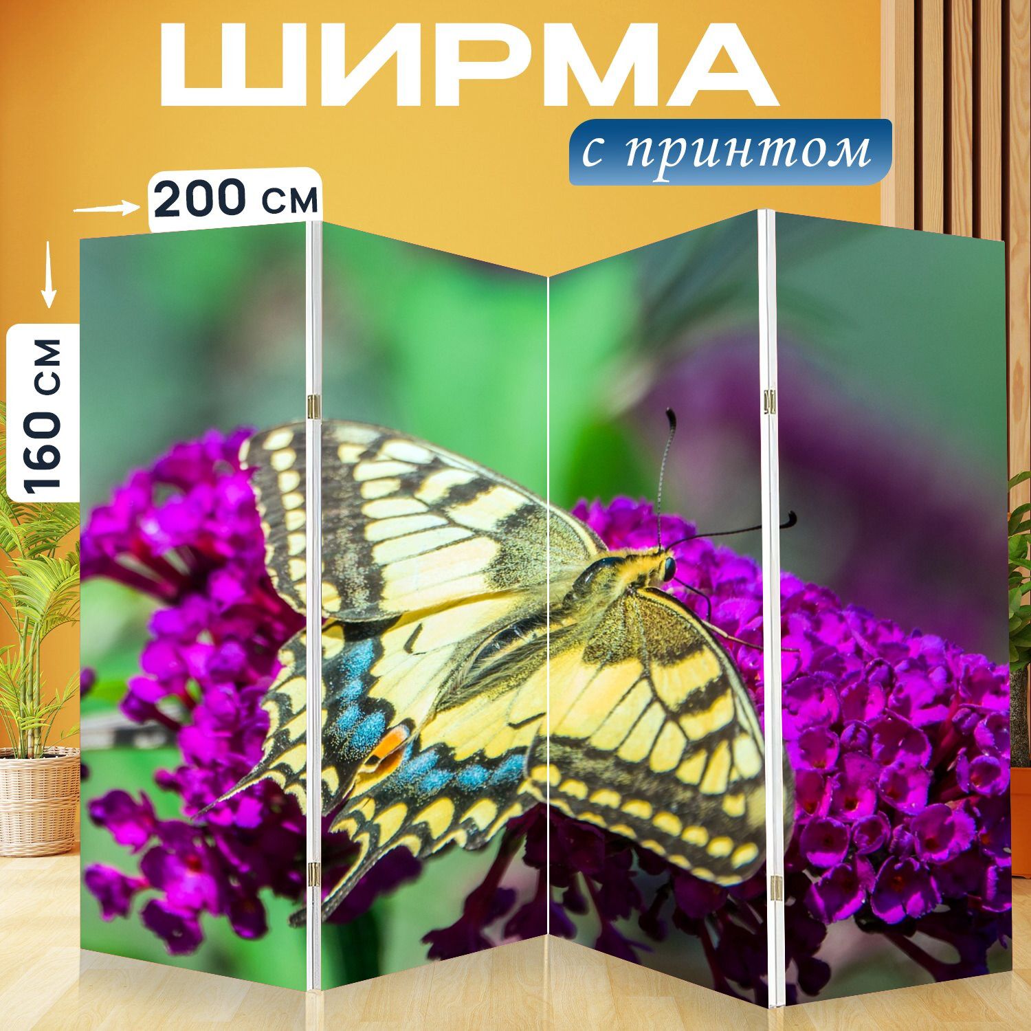 Ласточкин хвост бабочка