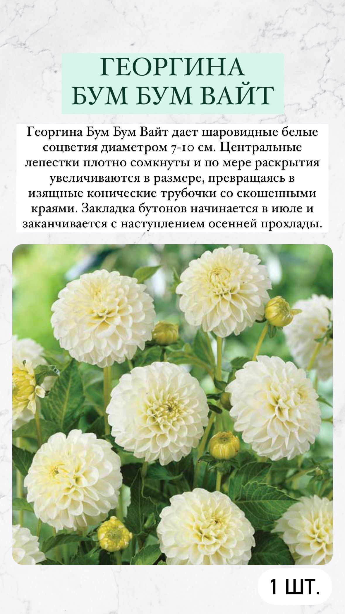 Какие Георгины Можно Купить В Магазине