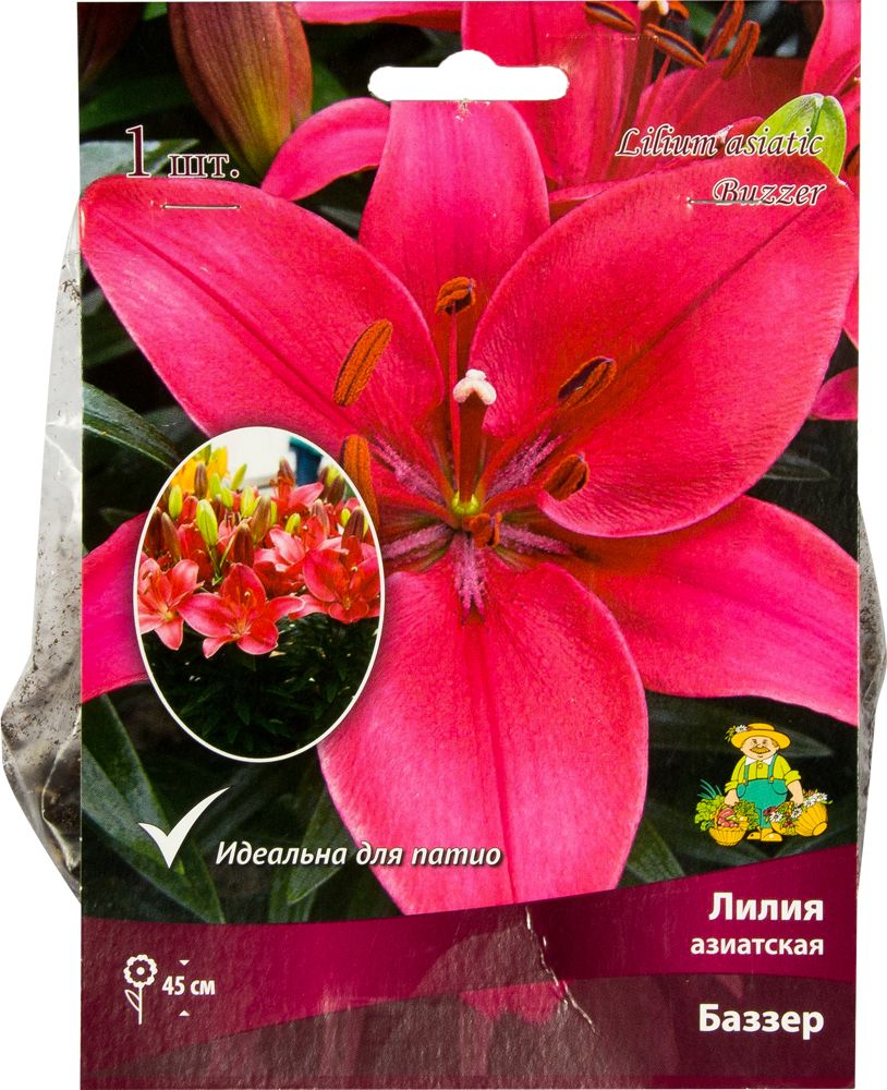 Купить Азиатские Лилии В Интернет Магазине