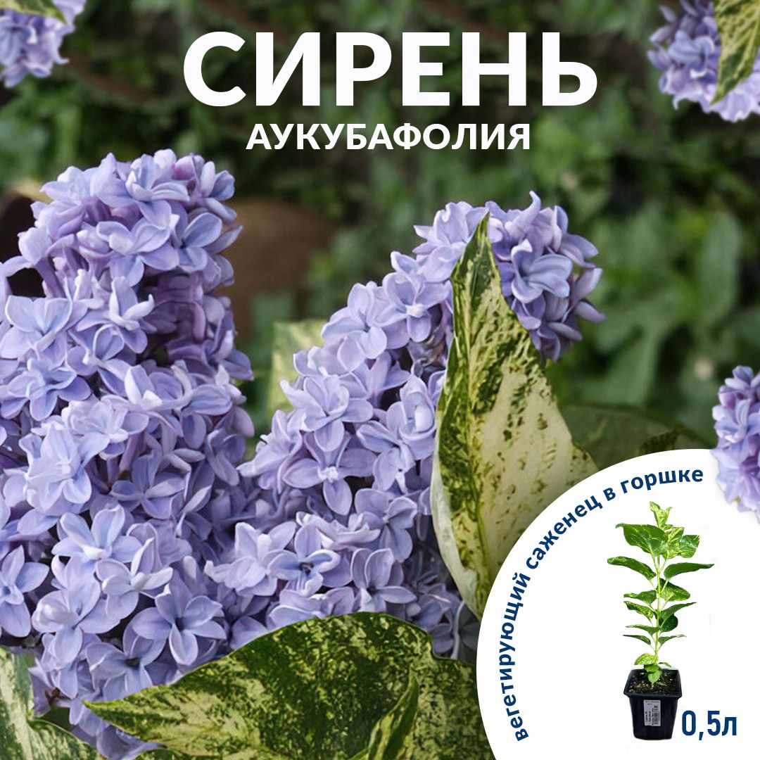 Сирень Аукубафолия