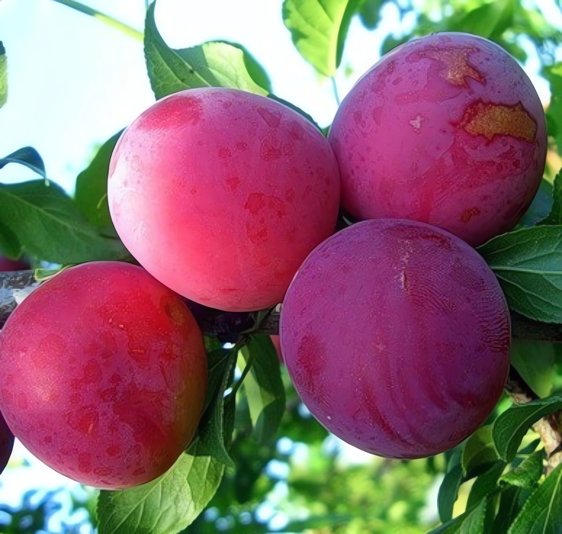 Алыча розовая