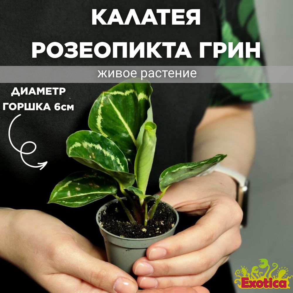 КалатеяРозеопиктаГрин(CalatheaRoseopictaGreen)D6см