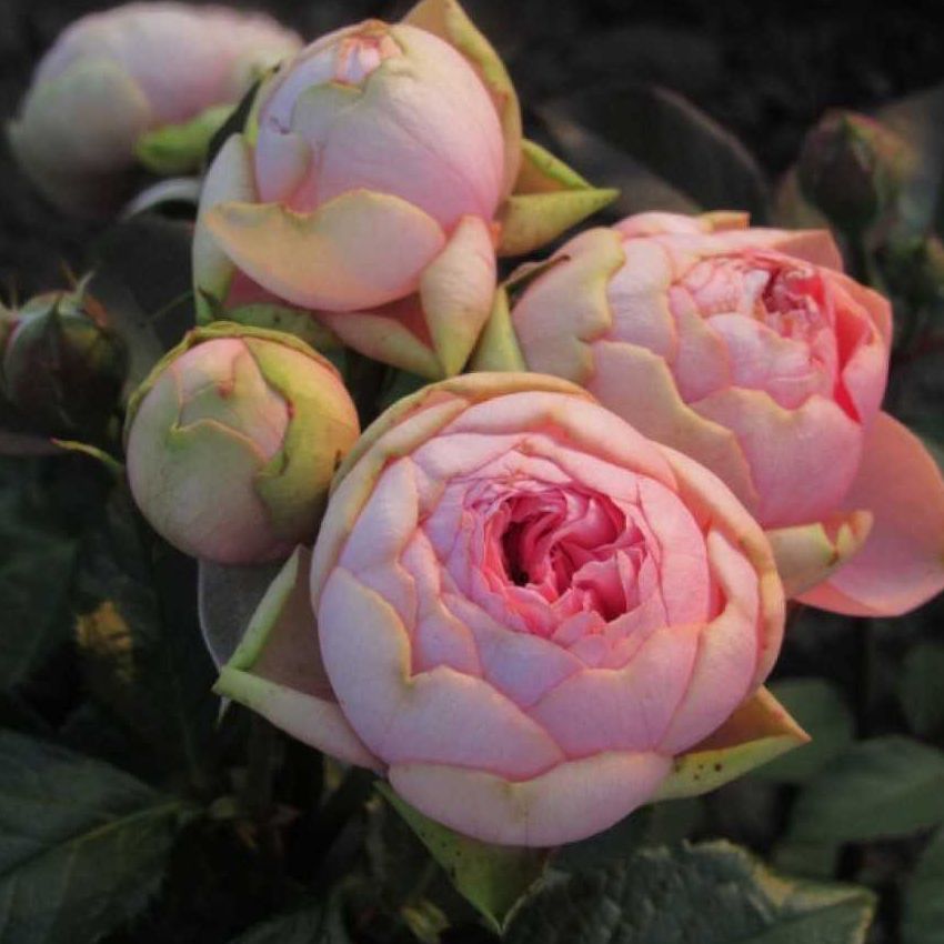 Чайно-гибридная роза CHARMING PIANO (Чарминг Пиано)