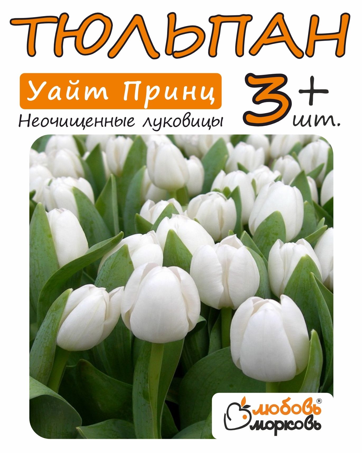 Тюльпан Уайт Принц Фото