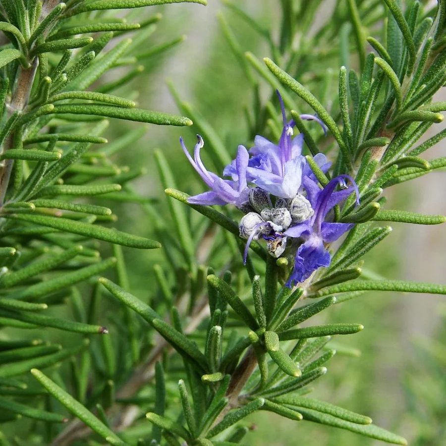Как выглядит розмарин растение фото и описание Beneficios del romero para su bienestar Herbs, Growing rosemary, Rosemary plant