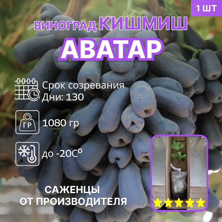 Виноград кишмиш Аватар