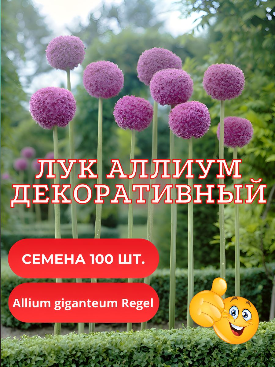 ЛукАнзургорныйАллиумгигантскийфиолетовыйсемена100шт