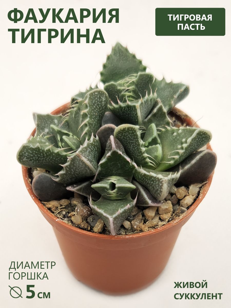 Фаукария Тигрина (Faucaria Tigrina) суккулент живой, D-5