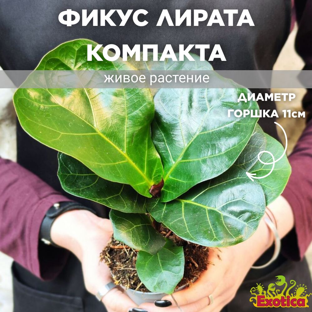 ФикусЛиратаКомпакта(FicusLyrataСompacta)D11см